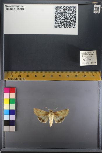 Media type: image;   Entomology 754510